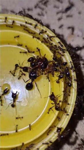 Ant Pov Challenge #shorts #challenge