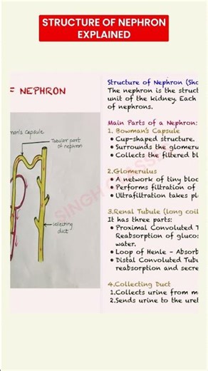 Structure of Nephron made easy class 10 easy explanation