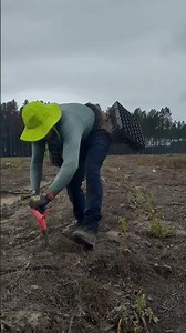 Treeplanting is work