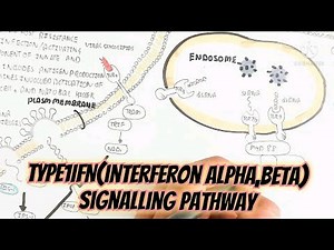 Type 1 IFN(Interferon Alpha/Beta) Signalling Pathway And How To Produce This Cytokines?