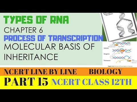 PART15-TYPES OF RNA AND PROCESS OF TRANSCRIPTION||CHAPTER 6 NCERT CLASS 12TH BIOLOGY