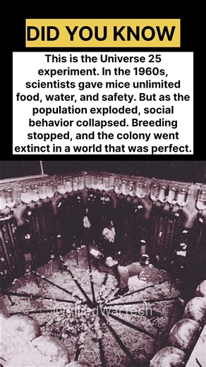 Universe 25: The Experiment That Built a Mouse “Utopia”