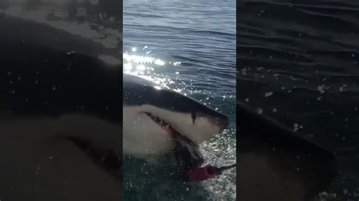 Big Great White Shark Comes Out Of The Water In Front Of Mountains