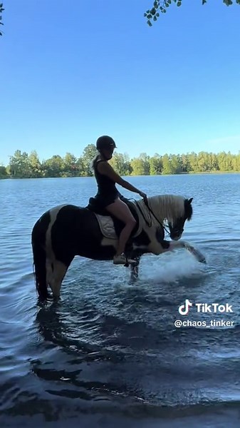Schöner Ausritt am See mit Tinker-Pferden