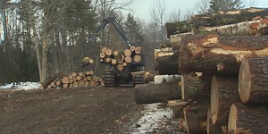 Experts share tips to avoid being a victim of logging theft