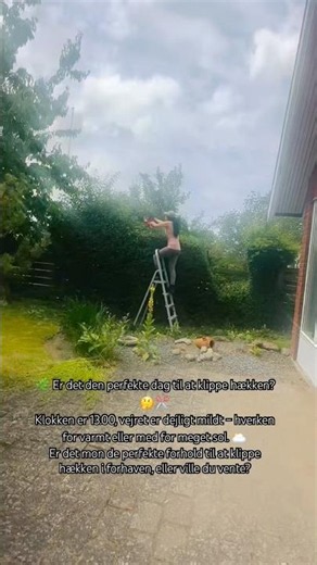 Er det den perfekte dag til at klippe hækken? 🤔✂️