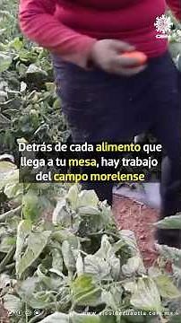 Morelos is the national leader in agricultural production of nopal, rice, and agave.