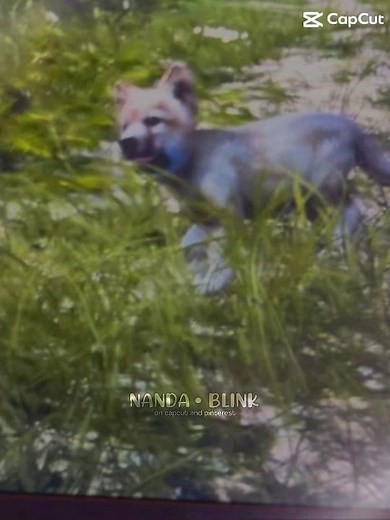 WolfQuest edit #wolfquest