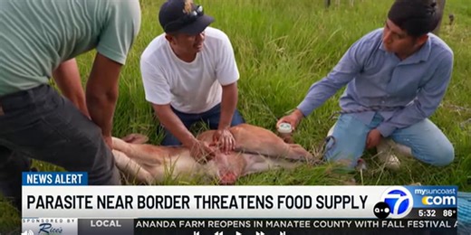 Flesh-eating larva found in cattle near U.S.-Mexican border