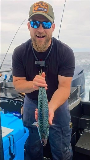 Green Mackerel has beautiful pattern