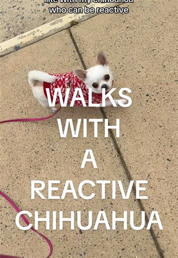 Reactive Chihuahua Walks: Focus & Freedom