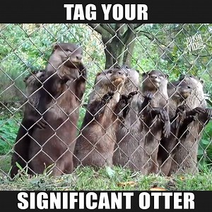 I love you like no otter credit: JukinVideo | Otter