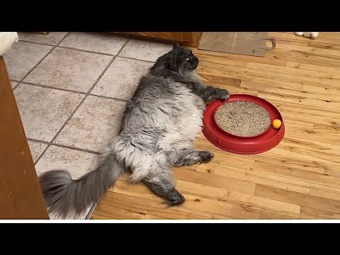 🔉Loki’s Fabulous Brush Out 😲 My Technique and Procedure for Grooming my Cat