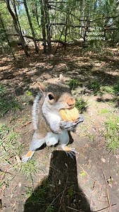 82K views · 2K reactions | Buddy the catching squirrel!️ #squirrelwhisperer #amazing #Buddy #squirrel #catch #squirrelcatch #squirrelfriends #backyardwildlife #connectwithnature #melgsbackyard #melgsbackyardsquirreling | Melanie Getchell | Facebook