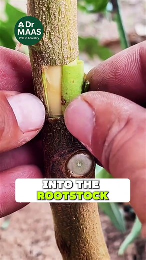 Rectangular Grafting Method 🌱 Easy High Success Technique