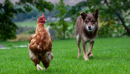 How to Introduce Dogs to Your Chickens: A Step-by-Step Guide - The Happy Chicken Coop