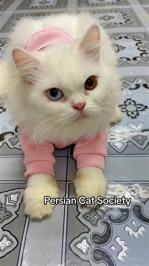 The World of Persian Cats