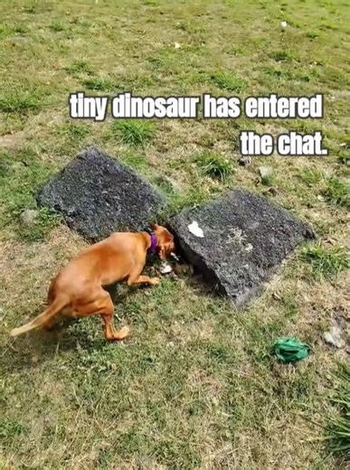 my vizsla almost ended evolution again