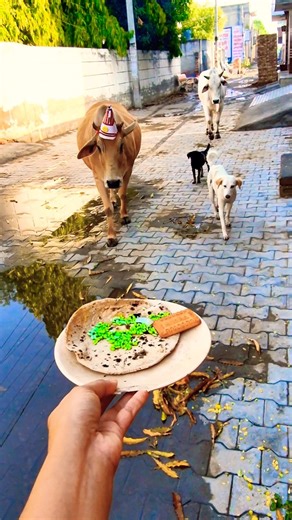 Golden Retriever & Calf Birthday Party! ✨ #shorts​ #animalfriendship​ #goldenretriever​