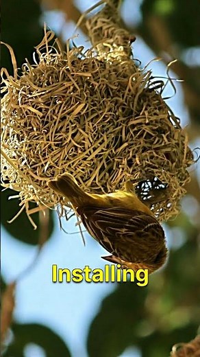 How to Protect Bird Nests from Predators – 6 Essential Safety Tips