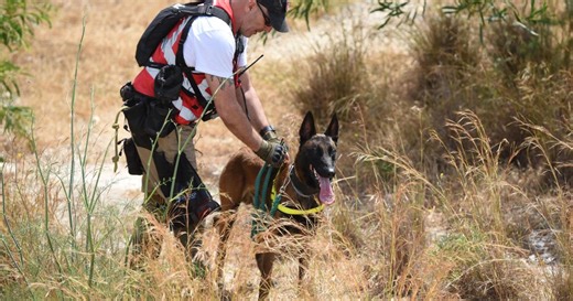 Watch: The dogs trained to locate missing persons