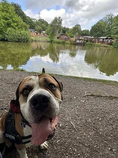 Deluxe Dog-Friendly Lodge at Finlake Resort & Spa