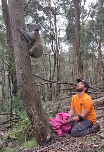 Monitoring Endangered Blue Mountains Koalas