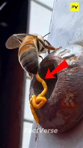 Bees Don't Poop Honey! 😱 The Shocking Truth #shorts #facts #honeybee