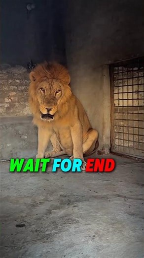 SCARY LION ATTACKS 😬 #lion #edit