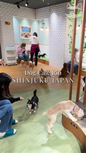Japan Dog Cafe Rio in Shinjuku with many cute puppies #dogs #japan #dogcafe #japantravel
