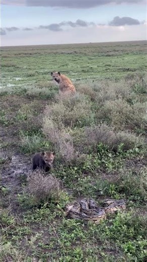 python vs baby hyena #shorts #python #hyena