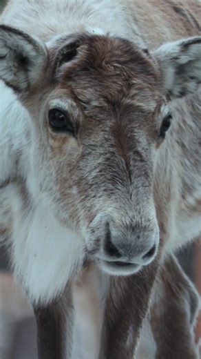 In the Arctic, reindeer benefit from their ability to see an expanded spectrum of light—a special adaptation that helps them to find food and avoid predators alike 🦌 | National Geographic TV