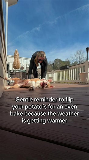 I swear there is not one thought behind Jack Jacks eyes #xlbully #fyp #dogsofttiktok