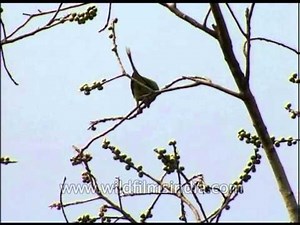 Blossom-headed Parakeet