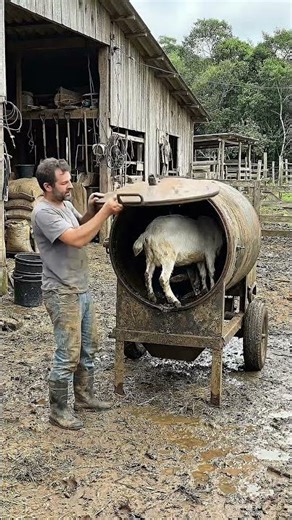 Why Is This Goat Standing in Front of This Giant Farm Machine?! 😳🐐
