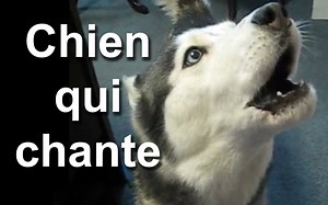 【法国猫(狗)片】情歌王子哈士奇 @柚子木字幕组