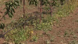 Drip Irrigation in a Rural Community. Sustainable Agriculture: Drip...