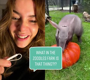 Discovering the Fascinating World of Aardvarks at Point Defiance Zoo & Aquarium
