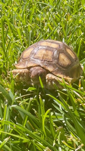 Fastest Sulcata tortoise in this backyard 🐢💨 #sulcata #tortoise #sulcatatortoise