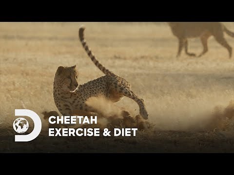 Cheetah Exercise & Diet | Return of the Cheetah | Discovery Channel Southeast Asia