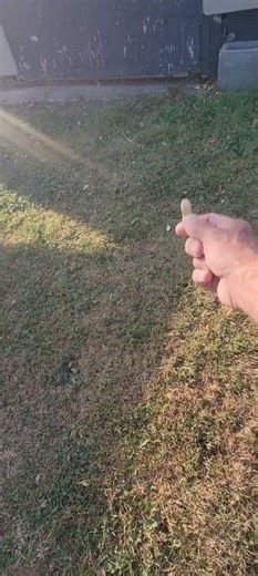 CHIPMUNK BABY GETTING BRAVER EVERYDAY NOW #chipmunk #baby #cute #funny #adorable #wildlife #nature