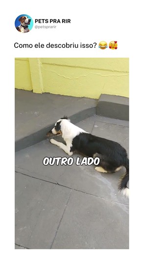 Como ele descobriu isso?❤️🐶