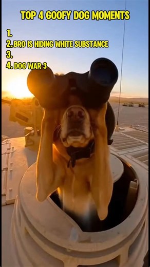 Top 4 Goofy Dog Moments That Will Make You Laugh 🐶😂 #shorts #dog #patrondog #bodycam