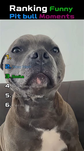 Ranking Funny Pit Bull Moments | The last one enjoyed the ride 🤣 #funny #shorts