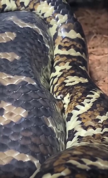 These snakes are making some eggs!