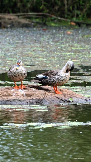 Indian spot-billed duck | 𝐍𝐚𝐭𝐮𝐫𝐞 𝐏𝐡𝐨𝐭𝐨𝐬 𝐁𝐨𝐨𝐤