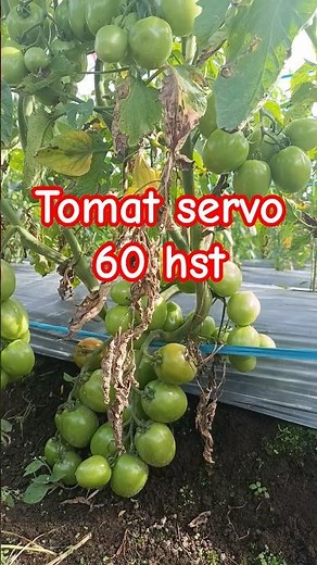 tomat servo 60 hst super lebat #duniapertanian #tomato #tomatservo