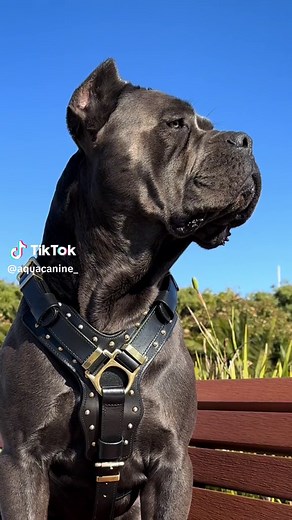 Zeus Dog Harness from Rogue Royalty | Big Dog Harness for Cane Corso