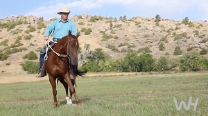 “You can have two horses together for 10 minutes and they become a herd. But when the other horse leaves, it’s important that my horse comes back to the understanding that I am his herd.” — Ken McNabb shares his technique for handling a herd bound horse. Read more >>> whmag.co/2IjTFjf #westernhorseman #KenMcNabb | Western Horseman