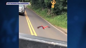 62K views · 483 reactions | Parrot attack? Boy shoots captivating video from the back of a truck on Oahu's North Shore https://bit.ly/2CtuIMA?utm_medium=social&utm_source=facebook_KITV | KITV4 | Facebook